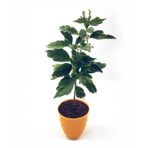 Mphmi Home Live PUNE Nursery Herbs Growth Plants Eranthemum albomarginatum, Kodia (White and Green) - Plant