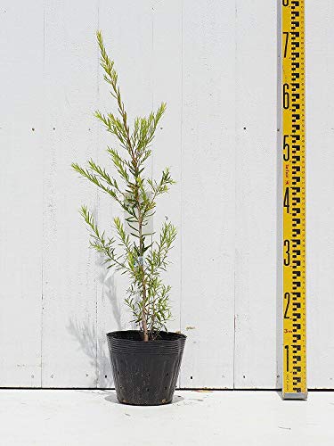 Amazon | メラレウカ ティーツリー 苗 【レボリューショングリーン】 5