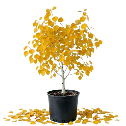 Quaking Aspen Tree Live Plant, 4 Inc Pot, 6-8 Inc Tall, Fast Growing Shade Tree, Yellow Fall Foliage, Hardy Landscape Tree