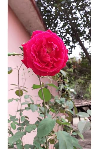 Image of live plants (RED ROSE)