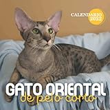  Gato Oriental De Pelo Corto Calendario 2022: Calendario 12 meses 2022 - 8.5 x 8.5 in cuando está cerrado y 8.5 x 17.0 in abierto.- Organización y ... Perfecto como regalos, suministros de oficina