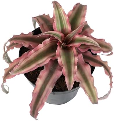 Plants for Pets Red Earth Star Cryptanthus in 3.5 Inch Grower Pot, Pet Friendly Plants, Air Purifying Plants Indoor Houseplants, Live Bromeliad, Easy Plant Gift, Dog & Cat Safe Houseplant
