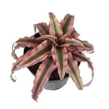 Plants for Pets Red Earth Star Cryptanthus in 3.5 Inch Grower Pot, Pet Friendly Plants, Air Purifying Plants Indoor Houseplants, Live Bromeliad, Easy Plant Gift, Dog & Cat Safe Houseplant
