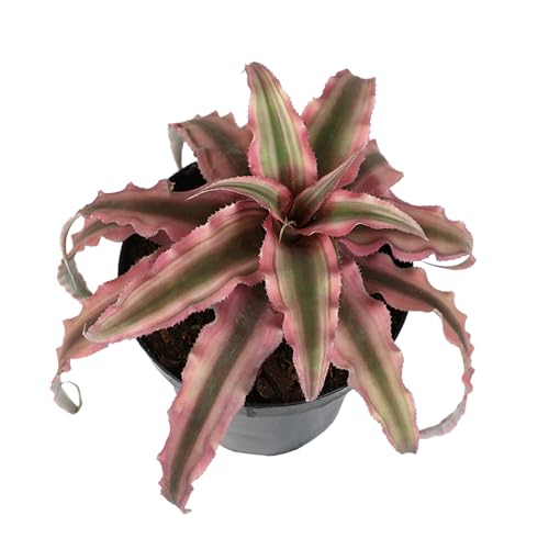 Plants for Pets Red Earth Star Cryptanthus in 3.5 Inch