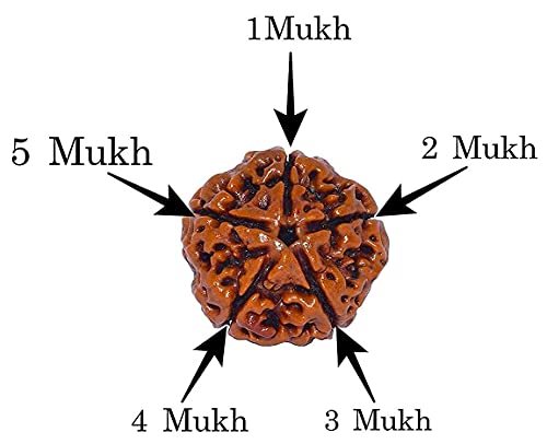 Image of Vado Certified 5 Mukhi Nepali Rudraksha with Authentic Lab Certificate Natural Panchmukhi Beads (5 Mukhi)