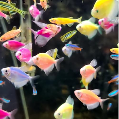 5 Assorted GloFish Mix