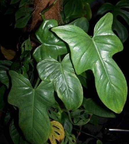 GETSO 100% Genuine Rare 100pcs 10kinds mix Philodendron bonsai split leaf philodendron micans Indoor Plants Perennial Potted : Clear
