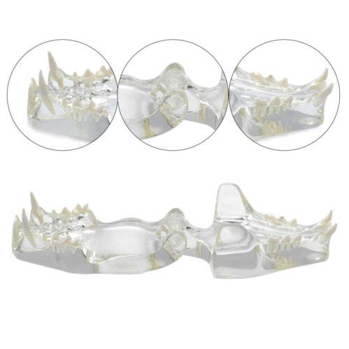 Miniatura 5 de Modelo de dientes felinos de resina transparente Felidae,Modelo de dientes de gato,Modelo de dentición de gato