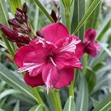 Proven Winners Ol! Bicolor Red Oleander (Nerium Oleander) Live Plant, 4.5" Qt