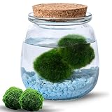 MOSSBALL Glasterrarium-Set mit 3 lebenden Moosbällen, Wachstumslicht, kleinen Steinen – kleines Tisch-Glasterrarium für Büro, Garten, Heimdekoration (midiMOSS with Blue Stones)