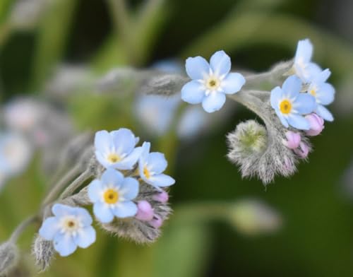 Roselyn Seeds Field Forget-Me-Not (4000+ Seeds) | Native UK Wildflower for Bee-Friendly Gardens | Easy-to-Grow Myosotis arvensis | 100% UK Seed | Perfect for Spring or Autumn Sowing (2 Grams)