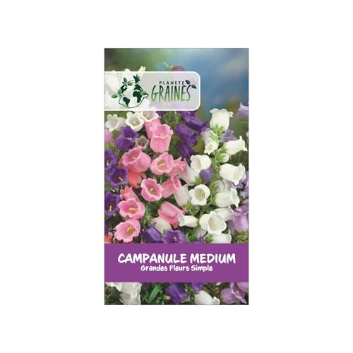 400 Graines de Campanules à Grandes Fleurs - Variété 'Medium Single Flower' - Fleurs Clochettes Élégantes pour Jardin et Massifs