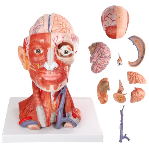Image of 2026 New 10 Parts Life Size Human Head and Neck W /Brain Model, Numbered Anatomical Head and Neck Muscle with Vessels Nerves and Brain Model for for Medical Teaching Science Learning Education Tool