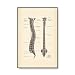 Tableau Decoration Murale,La Structure du Corps Humain Anatomique Coeur Colonne Vertébrale Affiche Vintage, Art Médical Antique Peinture Décoration Photos Stickers Muraux, Affiches Art Déco-50X70Cm