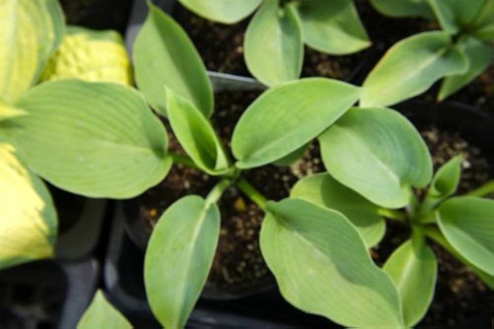 miiページ ホスタ 楽天市場】ギボウシ（ホスタ）'シルバー