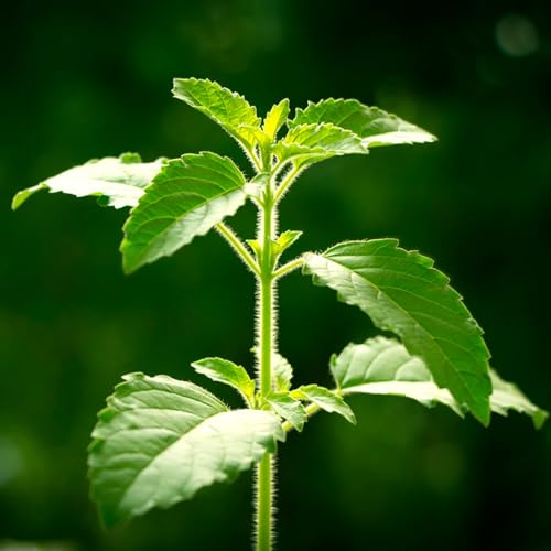 Aromatics International Aceite Esencial Tulsi Holy Basil 5ml miniatura 2