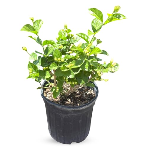 Live Jade Sambac Plant in 6" Pot - Rare Fragrant
