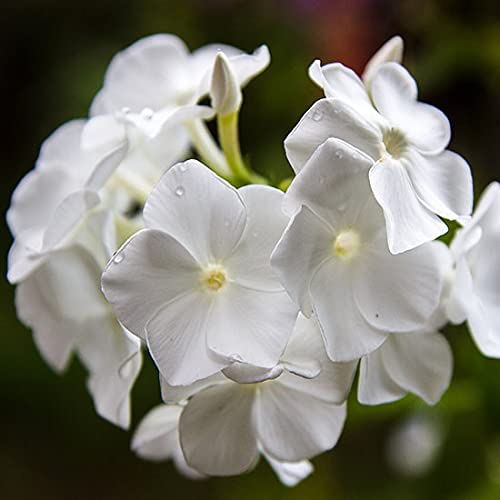 Semillas Phlox Beauty Semillas Blancas | Paquete de 1: 200 semillas