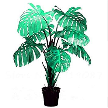 Nouvelles graines mélangées de graines de Philodendron, couleur parfaite, plantes d'intérieur, anti-radiations, absorbe la poussière, graines d'arbres, bonsaï de jardin Paquet de 500 graines