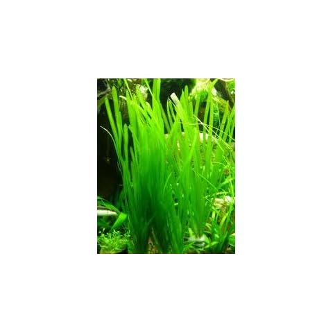 Vallisneria spiralis Live Aquarium Plant Bunch Cover