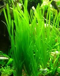 Italian Val - Vallisneria spiralis - Live Aquarium Plants