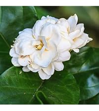 Amazon.co.jp: ITANSE アラビアジャスミン 八重 4号1個売り