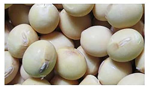 Shinonome Soy Bean Seeds - Tofu Soy Bean