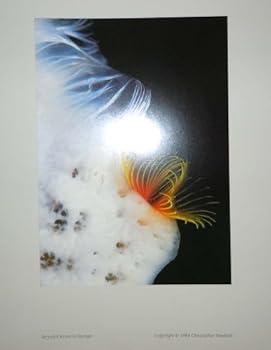 Hardcover Within a Rainbowed Sea Book