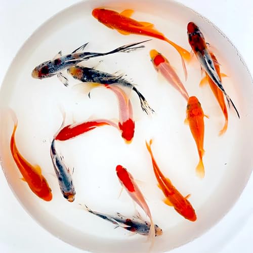 Toledo Goldfish Live Shubunkin, Sarasa, and Comet Goldfish Combo, Live Fish with a Variety of Colors and Patterns - Perfect for Ponds, Tanks, and Aquariums - 4-5 Inches, 8 of Each, 24 Total Count