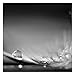 Produktbild Vliestapete Story of a Waterdrop Black White Premium, HxB: 288cm x 288cm