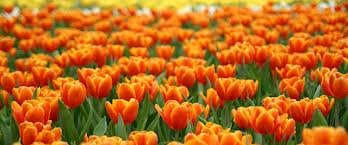 25 Quality Tulip Bulbs - Princess Irene (Orange) - Freshly Imported from Holland - Image 5