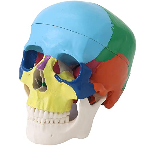 Image of Japard Human Skull Model, Detachable Anatomical Life Size Skull Head for Medical Student Human Anatomy Study Course Demonstration