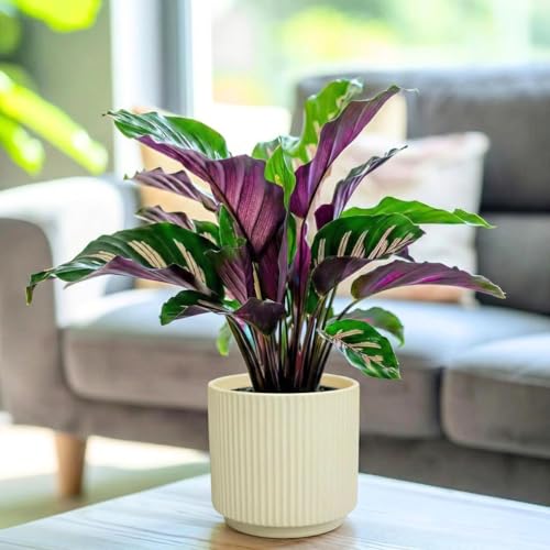 Image of Yo Green Modern Ribbed Ceramic Planter Pot | White Matte Indoor Plant Pot for Home, Office & Living Room Decor (Ribbed Design-4 Inch-Yellow)