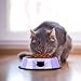 Legendog 3PCS Pet Bowl Stainless Steel Non-Skid Base Dog Bowl Cat Bowl with 2 Food Scoop (Grey+Black+Purple)