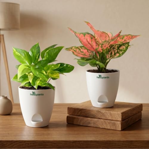 Image of Variegated Money Plant & Aglaonema Pink Valentine Live Indoor 2-Plant Combo in 4-Inch Self-Watering Matte White Pots | Vastu Lucky Houseplants for Stylish Home & Office Decor