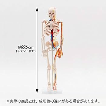 ☆レア 全身人体模型 骨格標本 約180cm 可動式 キャスター付き 医学 教材 ☆レア 全身人体模型 骨格標本 約180cm 可動式 キャスター付き 医学
