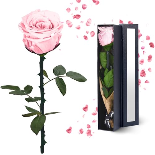 YAMPP Pink Preserved Flowers Gift Set