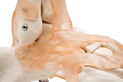 BoNew-Oral Life Size Foot Joint with Ligaments Anatomical Skeleton Model - Medical Anatomy