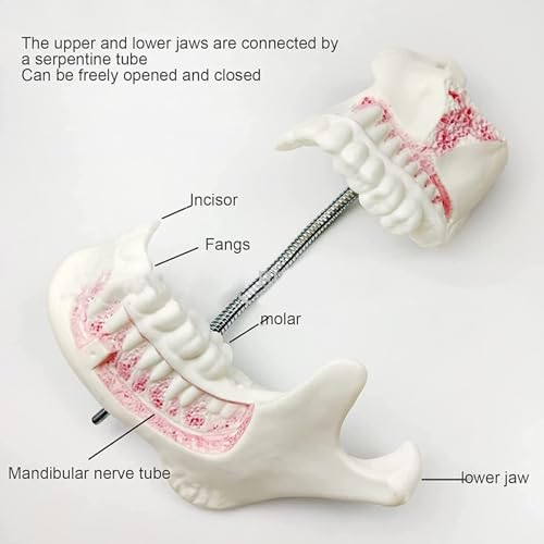 Modèle de dentition enfant avec dents de lait et permanentes AMITD pour enseignement - 4