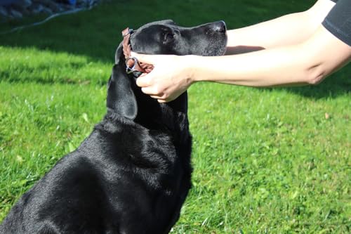 Activity4Dogs Zugstopp-Halsband mittelgroße Hunde Echt-Leder geflochten - L (Kopfumfang bis 55 cm)