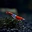 Red Rili Shrimp