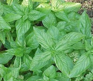 Amazon.co.jp: 植物種子 レモンバジル 種 50粒 : DIY・工具・ガーデン