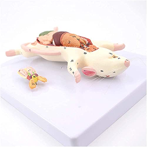 EISCO 12PK Raw Gabbro, Igneous Rock Specimens - Approx. 1