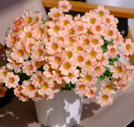 Oxalis Bulbs, Hardy Perennial, Great Display Bulbs, Beautiful Perennial Garden Plant, Summer Flowering-4 Bulbs-C