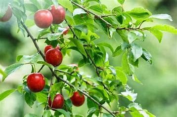 American Plum Tree, 2 Feet Tall, Bareroot Seedling, No California Shipping