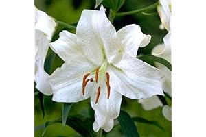 Casa Blanca Oriental Lilies 4 Bulbs