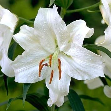 Casa Blanca Oriental Lilies 4 Bulbs Per Package - Perennial Flower Bulbs