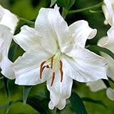 Casa Blanca Oriental Lilies (4 Bulbs Per Package) - Perennial Flower Bulbs