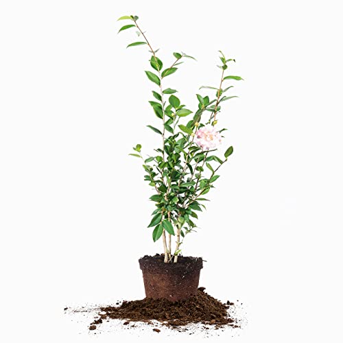 Perfect Plants Live High Fragrance Camellia in 3 Gallon Grower's