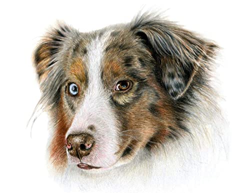 Chien de berger australien - DIY 5D Diamond Painting Kits Animal de compagnie Point de croix Broderie Diamant rond Cadeau 30x40cm Cover